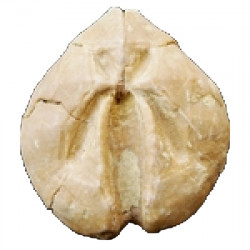 schizaster sp
