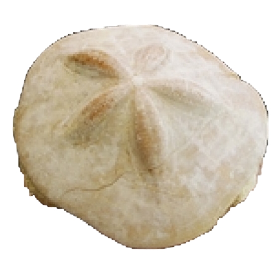 Clypeaster scillae