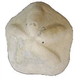 Clypeaster tauricus