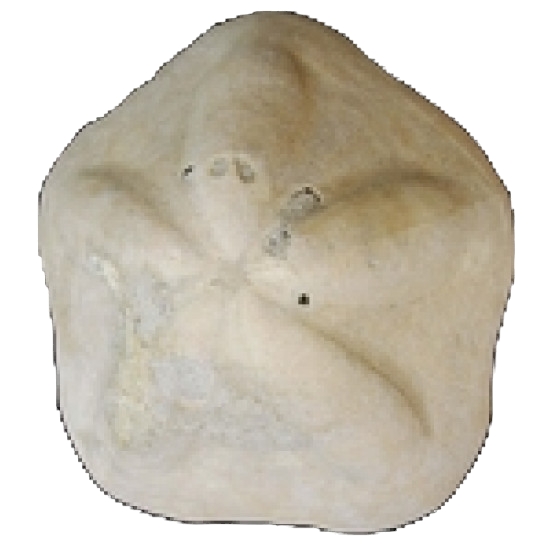 Clypeaster tauricus