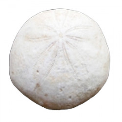 gentilia tafileltensis