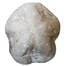 Clypeaster tauricus