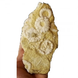 phymosoma raguini