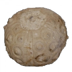 Dorocidaris taouzensis