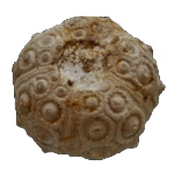 Dorocidaris taouzensis