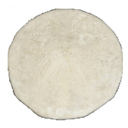 proscutella marginalis 