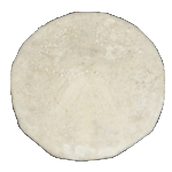 proscutella marginalis 