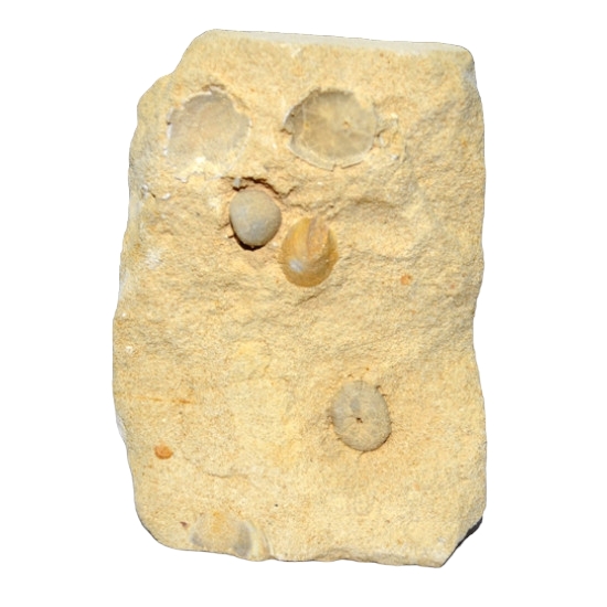 oolopygus pyriformis