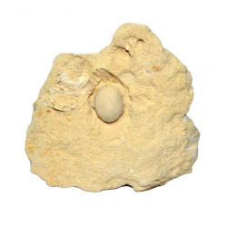 oolopygus pyriformis 