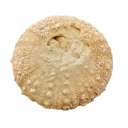 diplopodia versipora