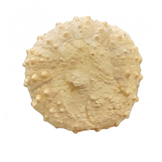 diplopodia versipora