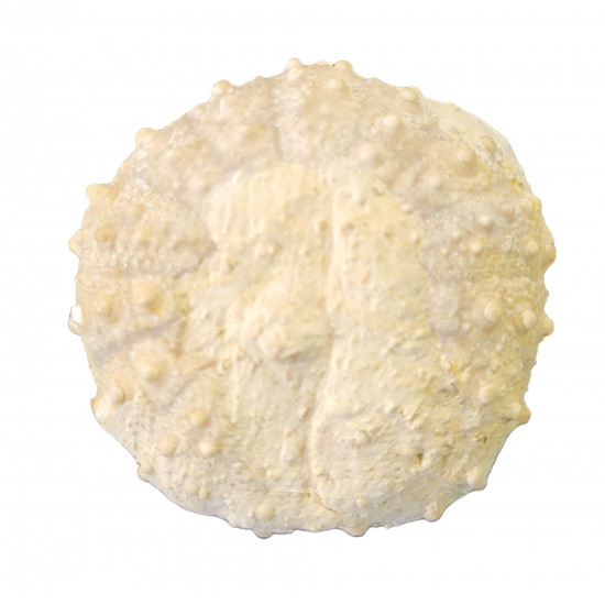 diplopodia versipora