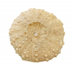 diplopodia versipora
