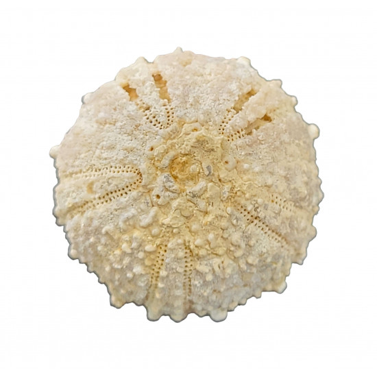 glypticus hieroglyphicus