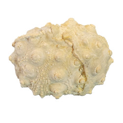 hemicidaris intermedius 