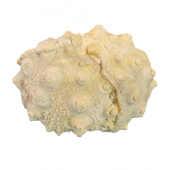 hemicidaris intermedius 
