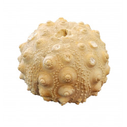 hemicidaris intermedius 