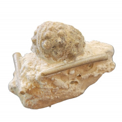 hemicidaris intermedius 