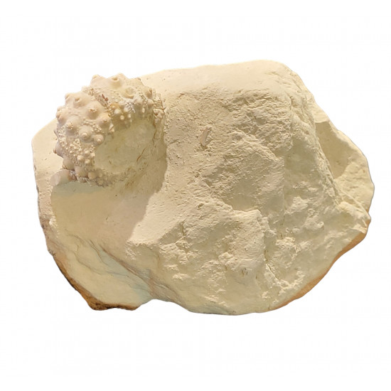 hemicidaris intermedius 