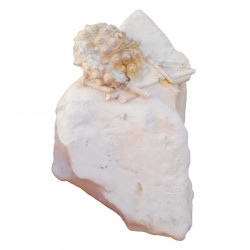Hemicidaris intermedius  