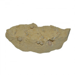 oolopygus pyriformis
