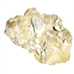 stomechinus sp.