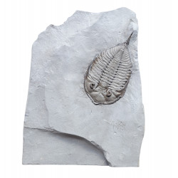 Dalmanites limulurus