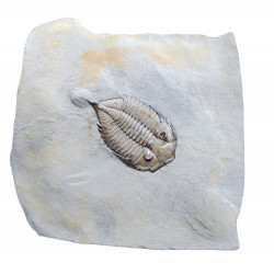 Dalmanites limulurus