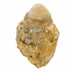 trigonia on gypsum