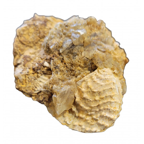 trigonia on gypsum