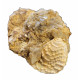 trigonia on gypsum