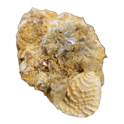 trigonia on gypsum