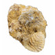 trigonia on gypsum