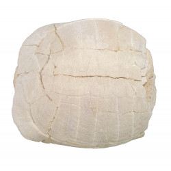 stylemys nebrascensis (turtle)