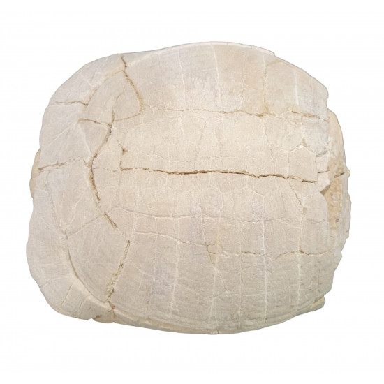 stylemys nebrascensis (turtle)