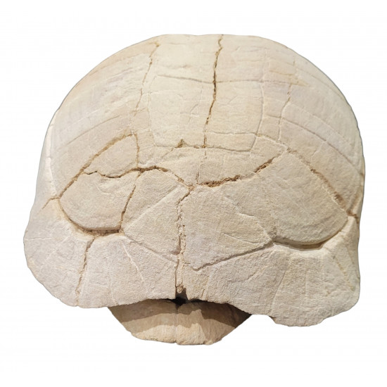 stylemys nebrascensis (turtle)