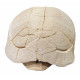 stylemys nebrascensis (turtle)