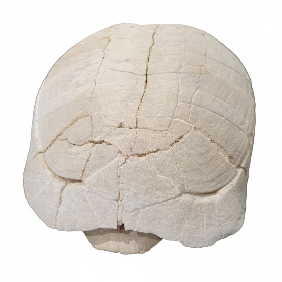 stylemys nebrascensis (turtle)