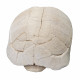 stylemys nebrascensis (turtle)