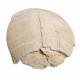stylemys nebrascensis (turtle)