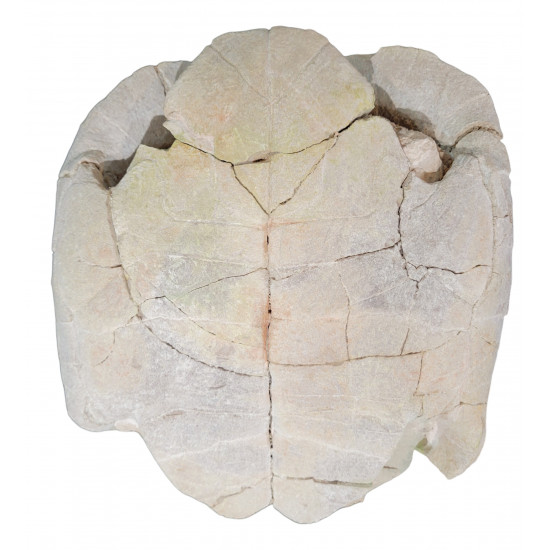stylemys nebrascensis (turtle)