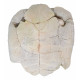 stylemys nebrascensis (turtle)