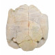 stylemys nebrascensis (turtle)