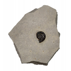 protetragonites quadrisulcatum