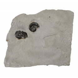 protetragonites quadrisulcatum