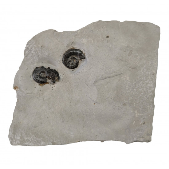 protetragonites quadrisulcatum