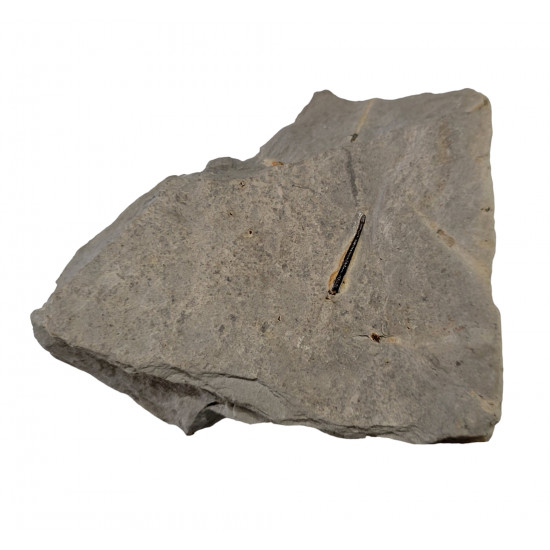 bochianites neocomiensis