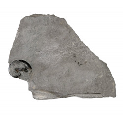 Neolissoceras sp.