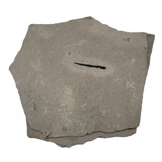 bochianites neocomiensis