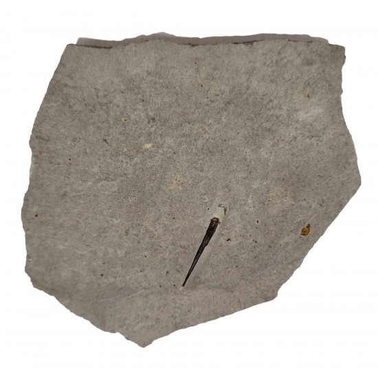 bochianites neocomiensis